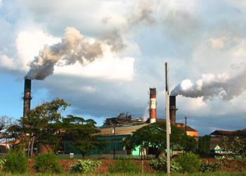 Sugar Refineries and Tobacco Factories In Caribbean